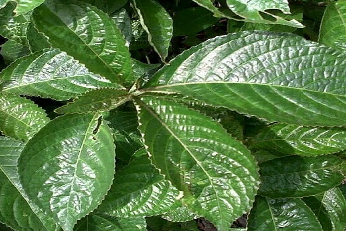 Atasi Penyakit Ginjal dengan Obat Herbal Alami