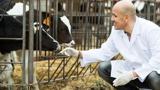 Prospek Karier Lulusan Fakultas Peternakan Universitas Udayana