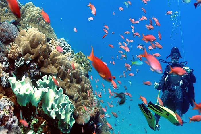 Ini Loh Perbedaan Snorkeling, Free Diving dan Scuba Diving