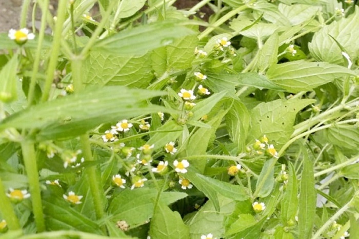 Obat Herbal Songgolangit yang Berkhasiat Tinggi