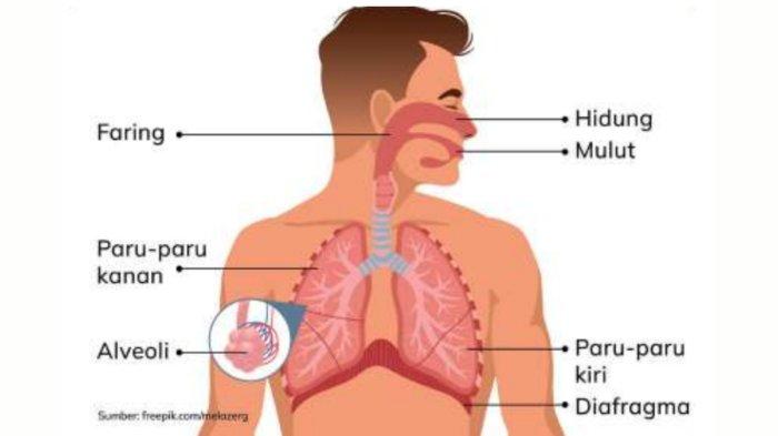 Menghadapi Ujian dengan Percaya Diri Melalui Tryout Online IPA Organ Tubuh